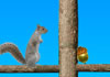 Hra Acorn Toss